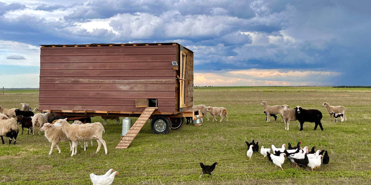 A photo of sheep and chickens together in a pasture. Photo Credit: Christina Line