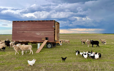 Multispecies Grazing: A Primer on Diversity