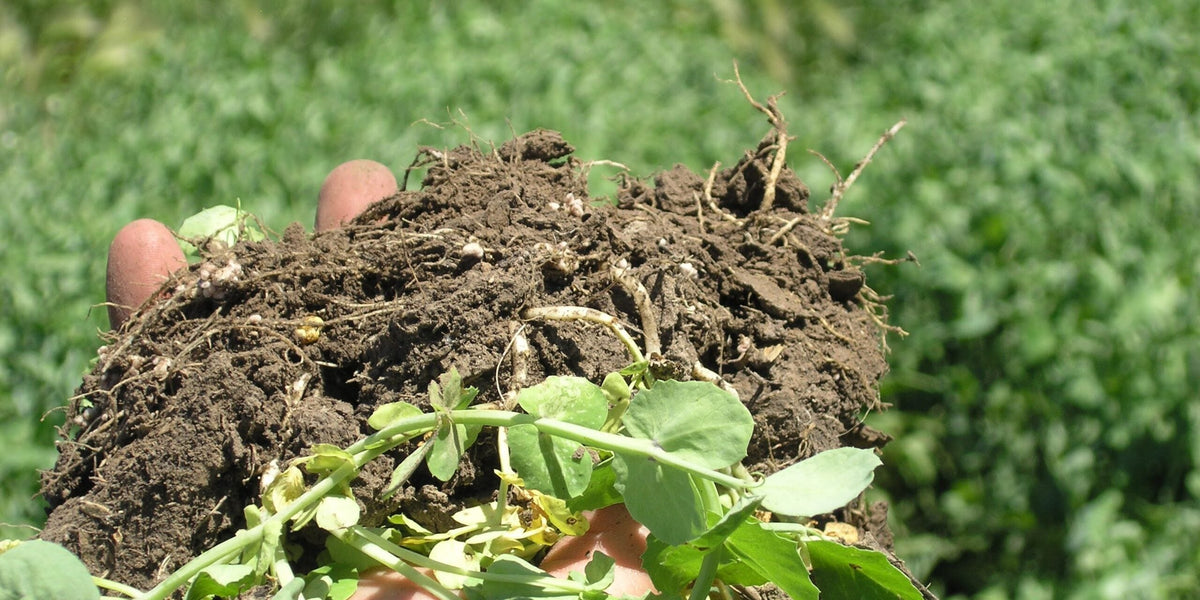 A handful of soil with roots, root nodules, biology and living plants