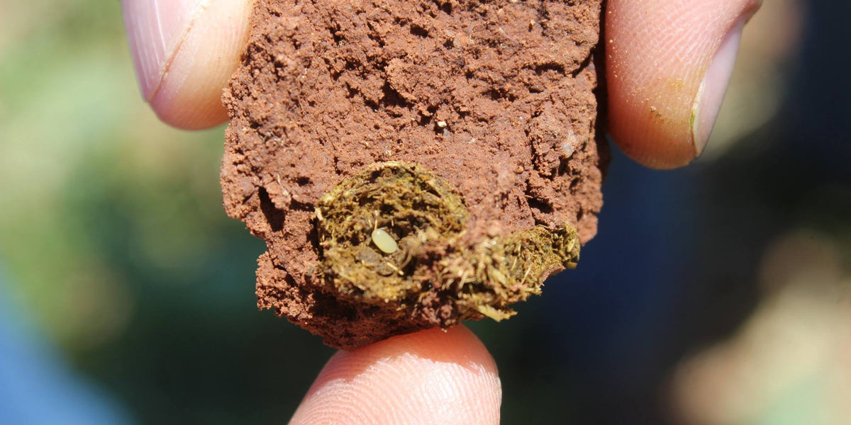 Improving Pasture Health: Bring Back Dung Beetles!