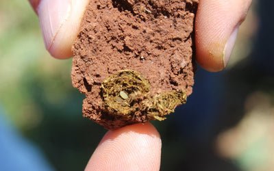Improving Pasture Health: Bring Back Dung Beetles!