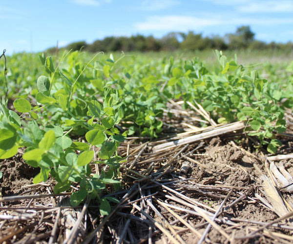 Spring Cover Crops for Livestock Forage & Soil Health – Green Cover
