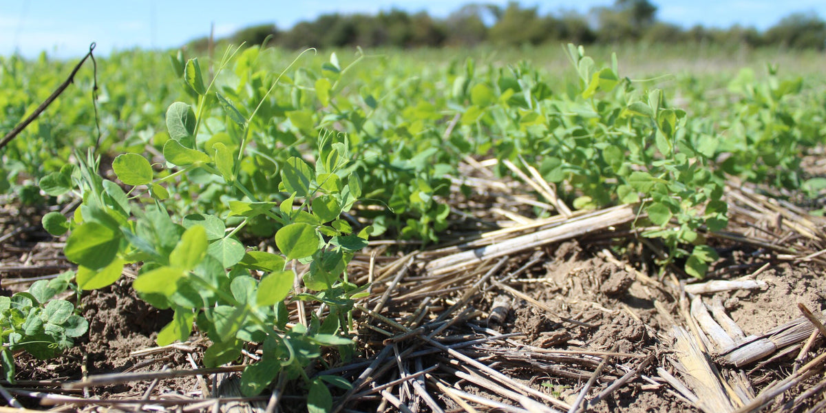 Spring peas