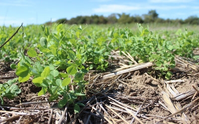 Spring Cover Crop Mixes for Grazing, Erosion Control, and More!
