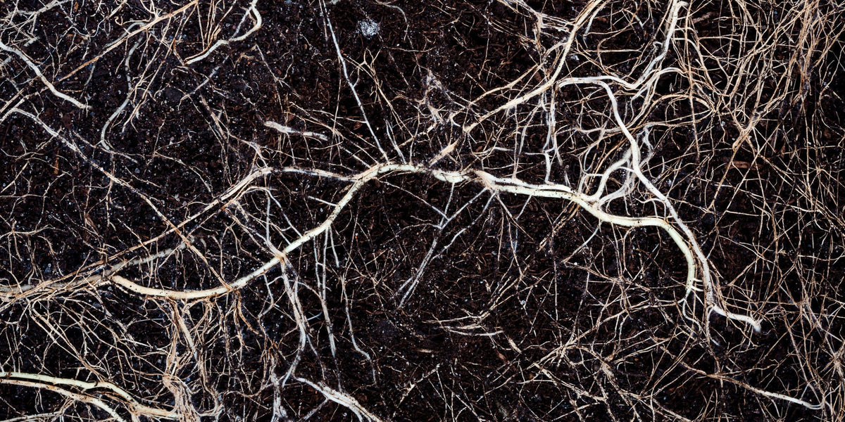 Living Roots as Often as Possible