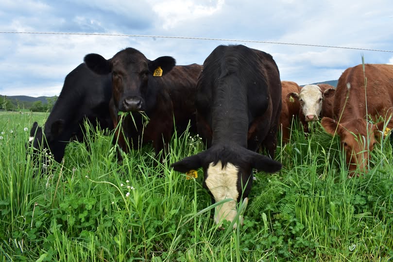 Perennials: Forage for the Long Haul