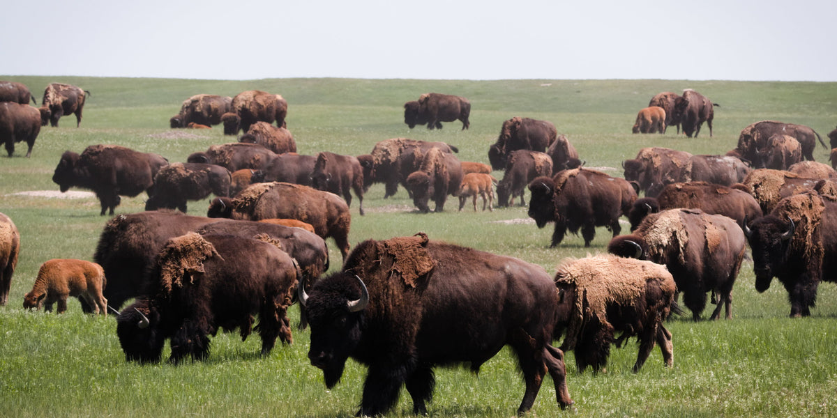 Regenerating the Land with Bison