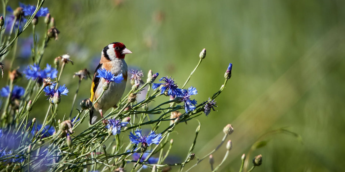 A photo of a goldfinch sitting on a cornflower plant