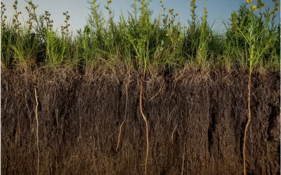 The Bioelectrical Basis of Soil