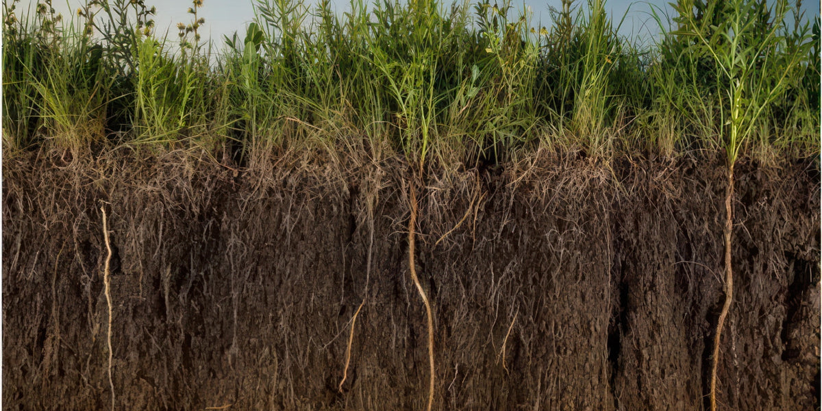 The Bioelectrical Basis of Soil