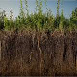 The Bioelectrical Basis of Soil