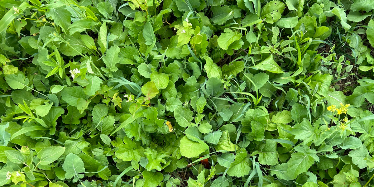 Diverse cool season cover crop mix