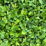 Tailoring Cover Crops to Your Next Cash Crop: Corn vs. Beans