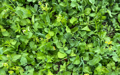 Tailoring Cover Crops to Your Next Cash Crop: Corn vs. Beans