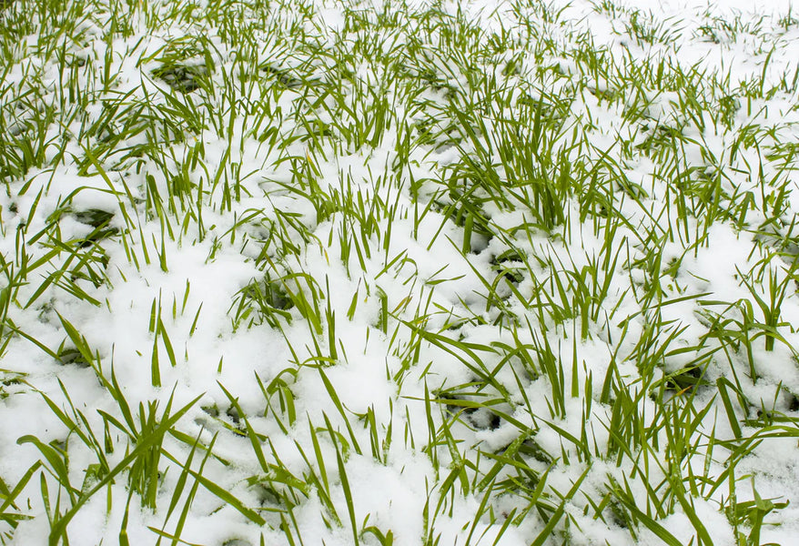 Maximize Spring Growth with Frost Seeding