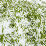 Maximize Spring Growth with Frost Seeding