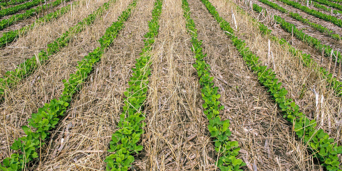 Soil Health Principles - Keep the Soil Covered