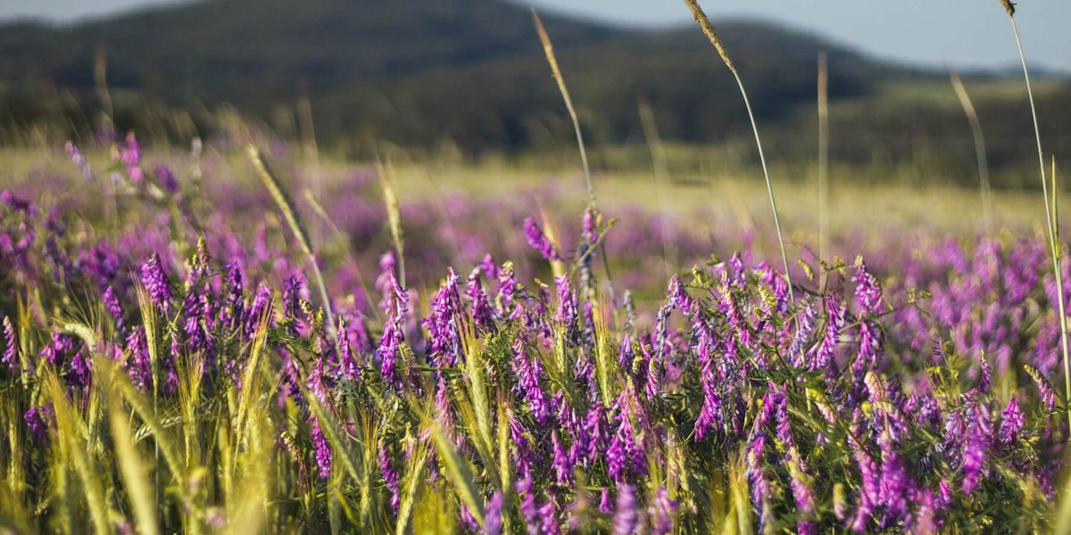 purple flowers of hairy vetch planted with rye