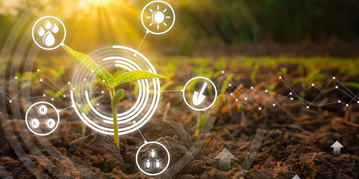 Picture of a young bean seedling in the evening with an edit of the nutrients it needs to survive, including the components of photosynthesis: water, light, soil, microbes, and nutrients like phosphorus, potassium, and nitrogen.
