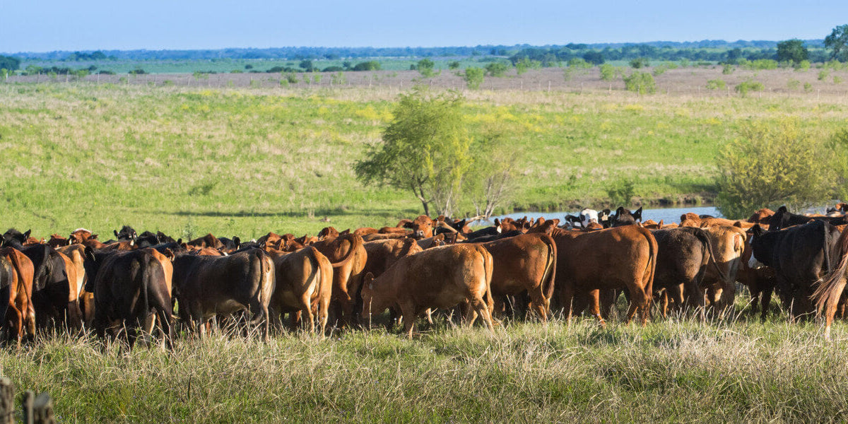 A photo of a rancher moving cattle through a pasture on horseback