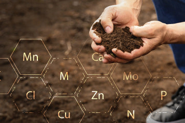 Back to the Roots - The Paradigm Shift in Soil Regeneration and Testing