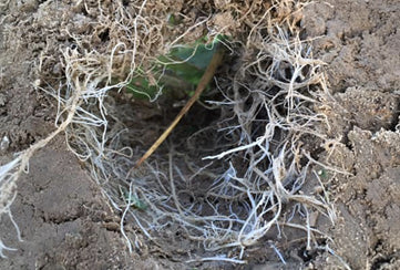 Roots Build Soil Health