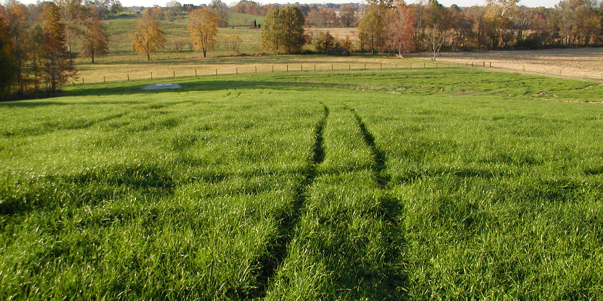 A photo of a perennial pasture