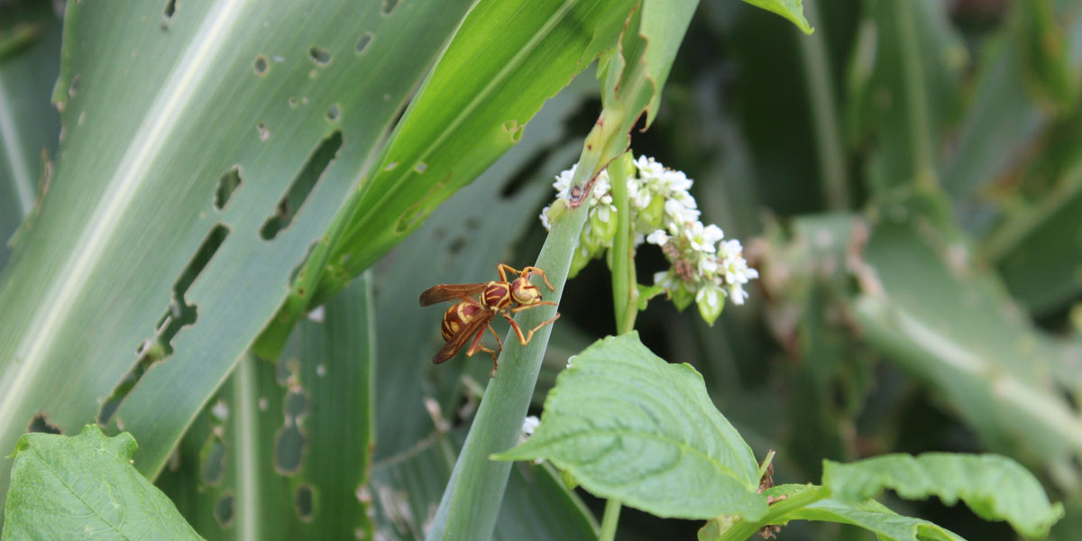 Build Resistance Against Armyworms