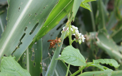 Build Resistance Against Armyworms