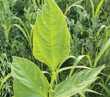 How Healthy Plants Create Healthy Soil