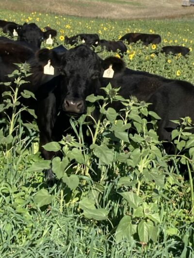 Grain prices got you down? Consider cattle as your next cash crop.
