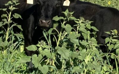 Grain prices got you down? Consider cattle as your next cash crop.