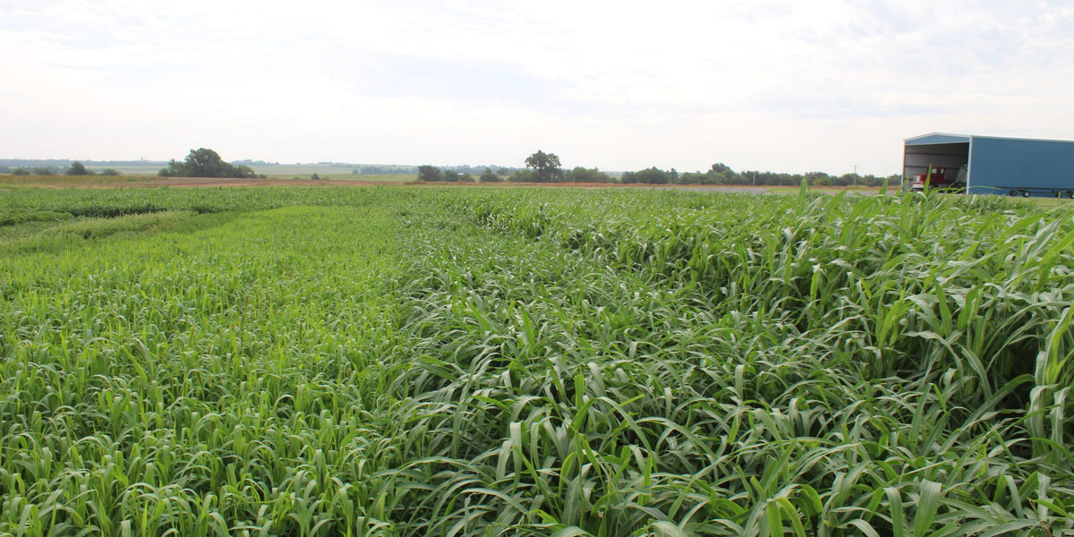 Millet Varieties for Forage: Pearl, Foxtail, and Beyond