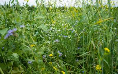 Understanding 45Z Carbon Credits: How to Get Paid for Soil Health Practices