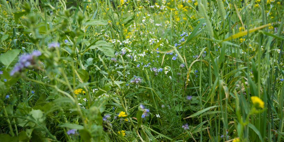 Cool season pollinator cover crop mix