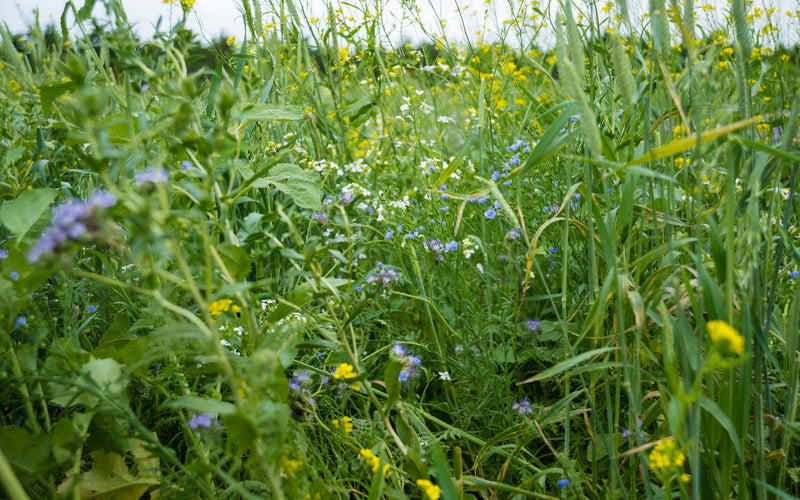 Understanding 45Z Carbon Credits: How to Get Paid for Soil Health Practices