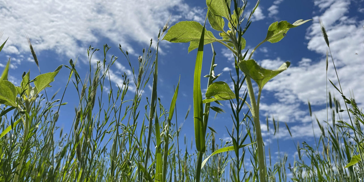 Using warm and cool seasons to maximize diversity