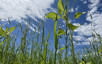 Using warm and cool seasons to maximize diversity
