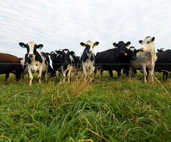 Spring Grazing Setup: Start with Oats, Peas, and Barley – Green Cover