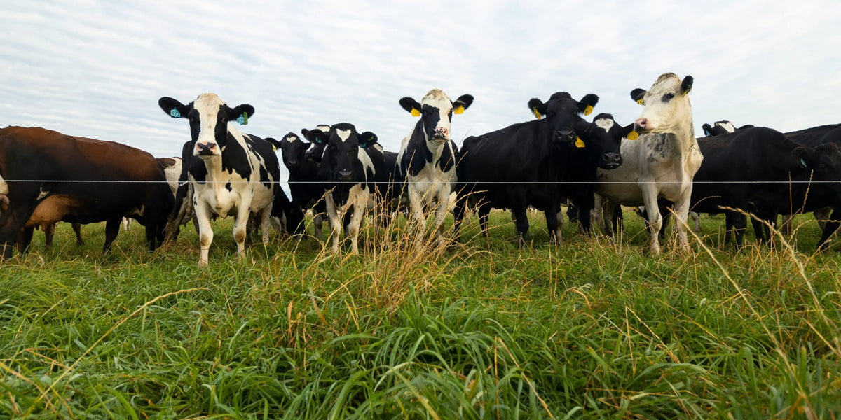 Year Round Grazing, Part 1: How to Hit the Ground Running This Spring