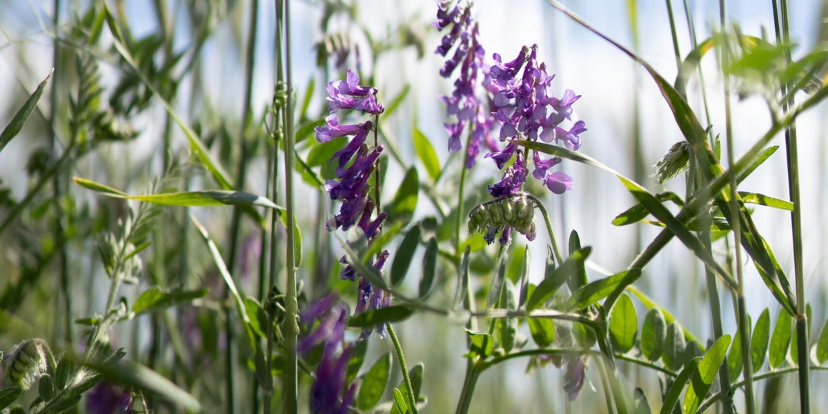 Photo of rye and hairy vetch cover crop. Photo Credit: Peyton Ward