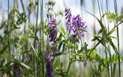 How much nitrogen can you grow for next year's grain crop?