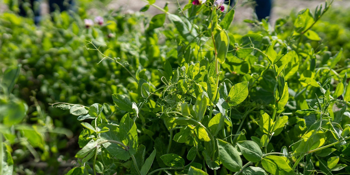 A photo of spring peas