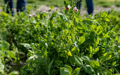 How to Design a Cover Crop Mix for Fall Planting