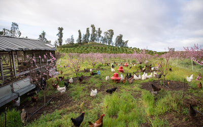 Apricot Lane Farms: A Regenerative Farming Case Study