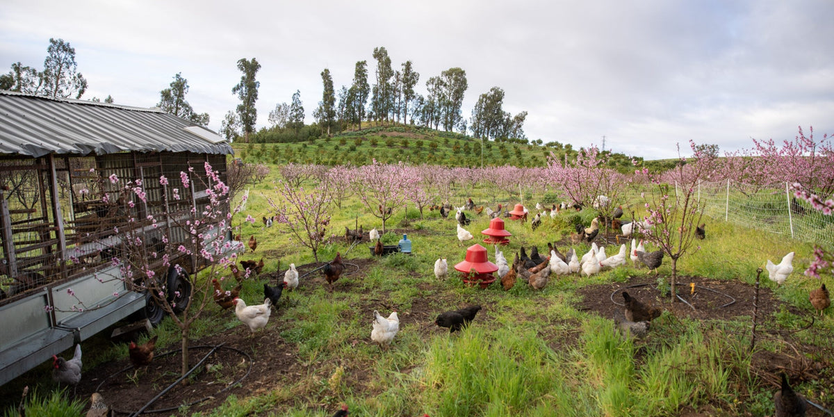 Chickens ranging on cover crops at Apricot Lane Farms.