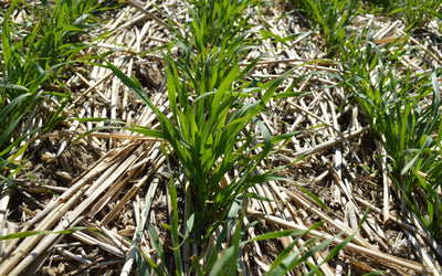 Cereal Rye - The King of Cover Crops
