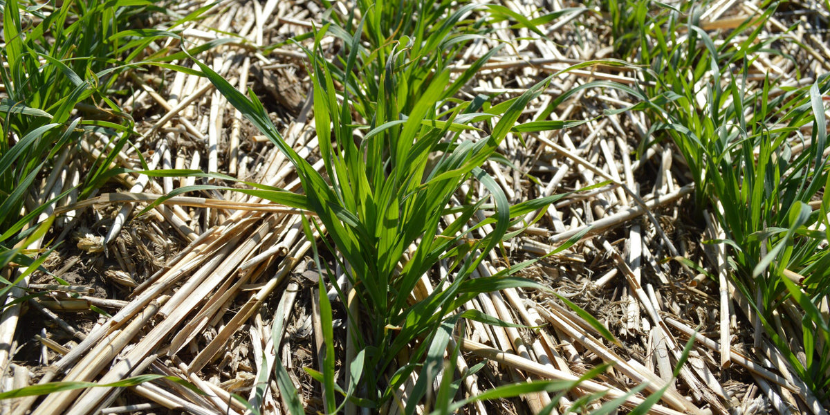 Cereal Rye - The King of Cover Crops