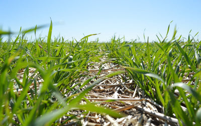 Which Cereal Rye Variety Should You Plant this Fall?
