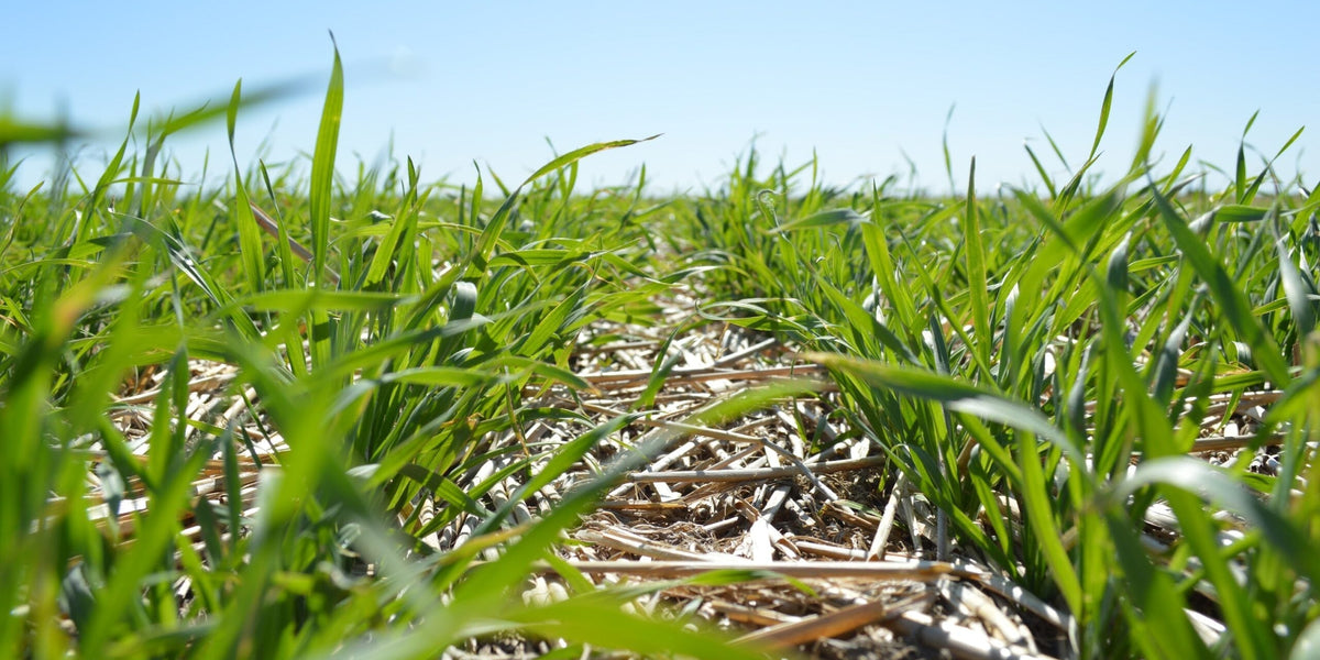 Cereal Rye Crop Growing in Field